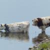 Kühe im Wasser Kühe im Wasser